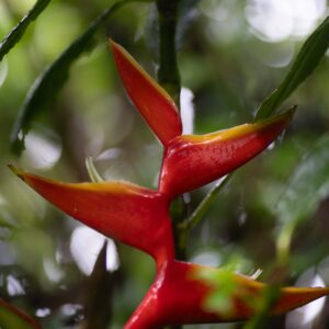 Guadeloupe3