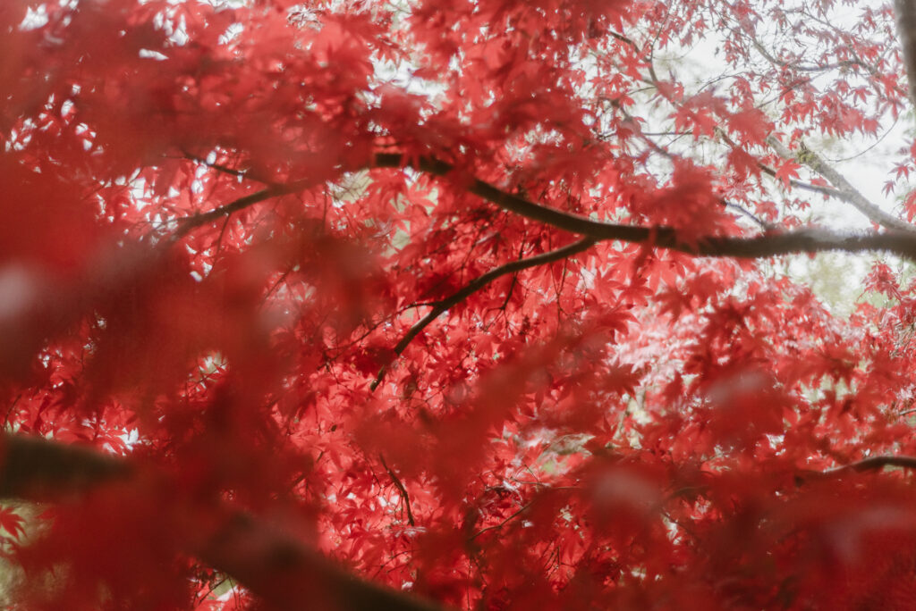 Gros plan sur un feuillage rouge vif d'érable japonais avec des branches sombres visibles à travers les feuilles.