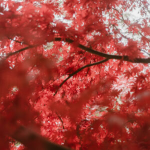 Gros plan sur un feuillage rouge vif d'érable japonais avec des branches sombres visibles à travers les feuilles.