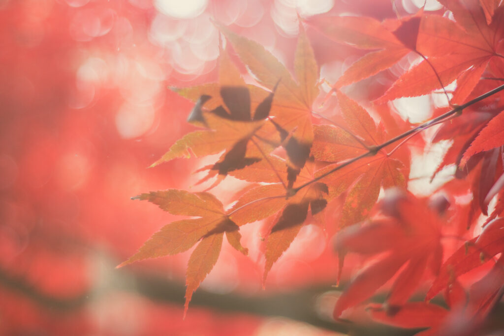 Feuilles d'érable japonais orangées éclairées par le soleil, avec un fond flou aux tons rouges et roses.