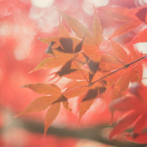 Feuilles d'érable japonais orangées éclairées par le soleil, avec un fond flou aux tons rouges et roses.