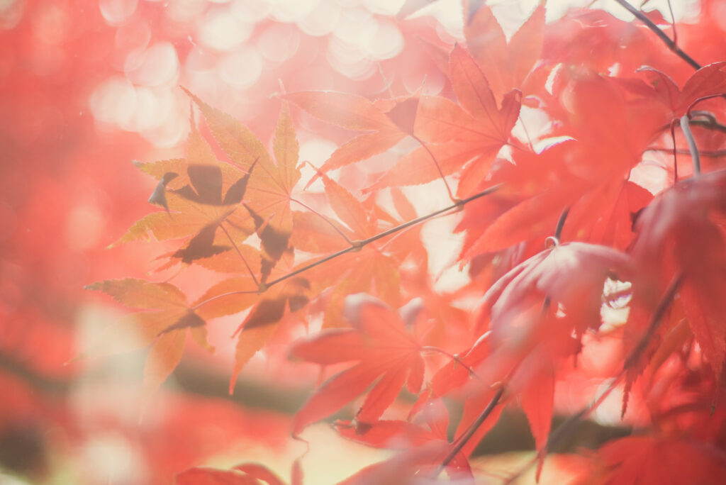Gros plan sur des feuilles d'érable japonais rouges et orangées éclairées par le soleil, avec un arrière-plan flou en bokeh.