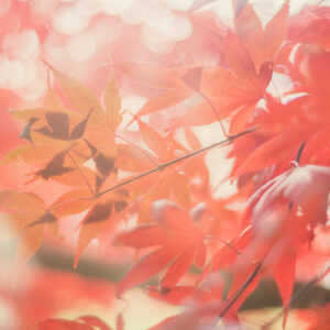 Gros plan sur des feuilles d'érable japonais rouges et orangées éclairées par le soleil, avec un arrière-plan flou en bokeh.